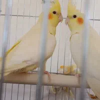 عروس هلندی