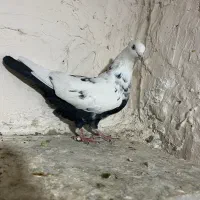 دم سیاه معاوضه با پلاکی|پرنده|فسا, |دیوار