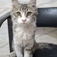 واگذاری گربه۴ ماهه