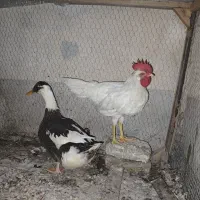 فروش خروس و اردک