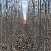 صنوبر تبریزی(کبوده)