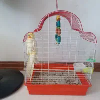 عروس هلندی نر بالغ