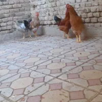 ۴تاخروس