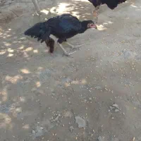 مرغ مامله با خروس|حیوانات مزرعه|بند زرک, |دیوار