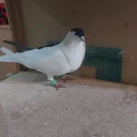 چپ سیاه پاک پاک