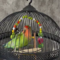 طوطی برزیلی
