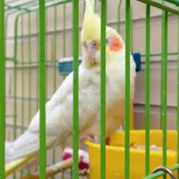 عروس هلندی ماده دستی