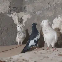 ۳نر درشت