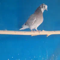 کفتر ماده جوجه|پرنده|قم, زند آباد|دیوار