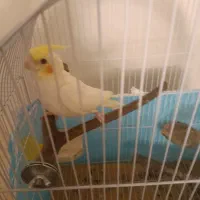عروس هلندی نر دستی|پرنده|گرگان, |دیوار