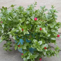 انواع گل‌های آپارتمان و ویلایی|گل و گیاه طبیعی|رشت, عینک|دیوار