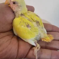 طوطی برزیلی