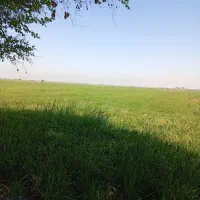 نیازمند-زمین-کشاورزی-کشت-گندم
