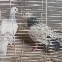 جفتگاه|پرنده|تربت‌حیدریه, ۴۵ متری|دیوار