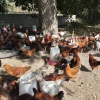 مزرعه خروس و بوقلمون