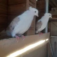 کبوتر
