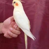 عروس هلندی و کوتوله