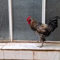 خروس جهادی جوان