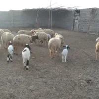 گوسفند بره قوچ گاو گاومیش بز|حیوانات مزرعه|کارون, |دیوار