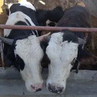 گوساله چاق|حیوانات مزرعه|پیر بکران, |دیوار