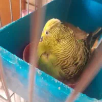 دو عدد مرغ عشق نر و ماده