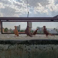 کفتر بهبونی زرد سرخ