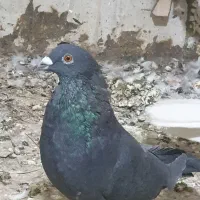 قره یا سیاه پلاکی نر|پرنده|مرودشت, بیست متری بیمارستان|دیوار