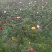 گل رز هلندی|گل و گیاه طبیعی|محلات, |دیوار
