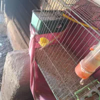 مرغ عشق برای فروش|پرنده|قزوین, |دیوار