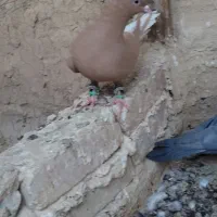 دم سفید|پرنده|خلیل آباد, |دیوار