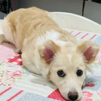 سگ پاکوتاه خانگی