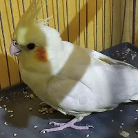 عروس هلندی ماده