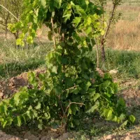 باغ 1700 متری در آبگرم|فروش زمین و ملک کلنگی|آبگرم, |دیوار