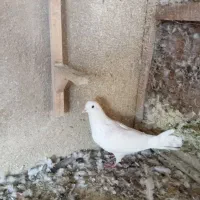 کبوتر بهبهانی ساتن معاوضه فقط با قناری سهره نر|پرنده|شیراز, لاله|دیوار