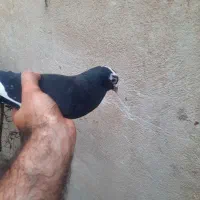 تعدادی کفتر نرپلنگ .سینه ای. رسمی.