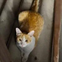 وا گذاری رایگان گربه های یکساله