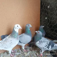 کفتر کبوتر پلاکی. سرور|پرنده|مبارکه, |دیوار