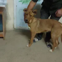 واگذاری سگ دو رگه ژرمنی