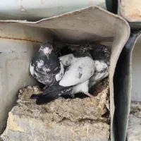 کبوتر پرشی|پرنده|سامان, |دیوار