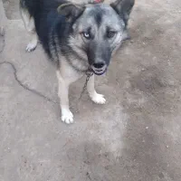 سگ هاسکی چشم رنگی|سگ|بیستون, |دیوار