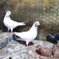 کبوتر گرفتنی