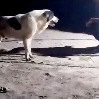 سگ کوچلو