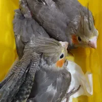 معاوضه عروس هلندی|پرنده|تهران, مسعودیه|دیوار