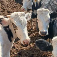 تلیسه و گوساله|حیوانات مزرعه|بوئین زهرا, |دیوار