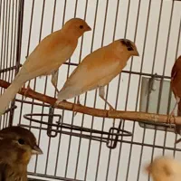 فروش قناری شهرک مهندسی زراعی ،بعثت،