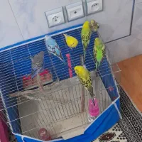 فروش تعدادی مرغ عشق