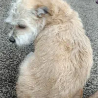 سگ گمشده|حیوانات|آبادان, |دیوار