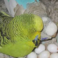 مرغ عشق . عروس هلندی. فنج