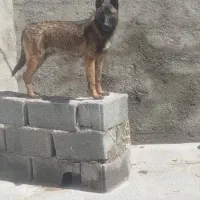 سگ مالینویز