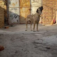 سگ ماده|سگ|کنگاور, |دیوار